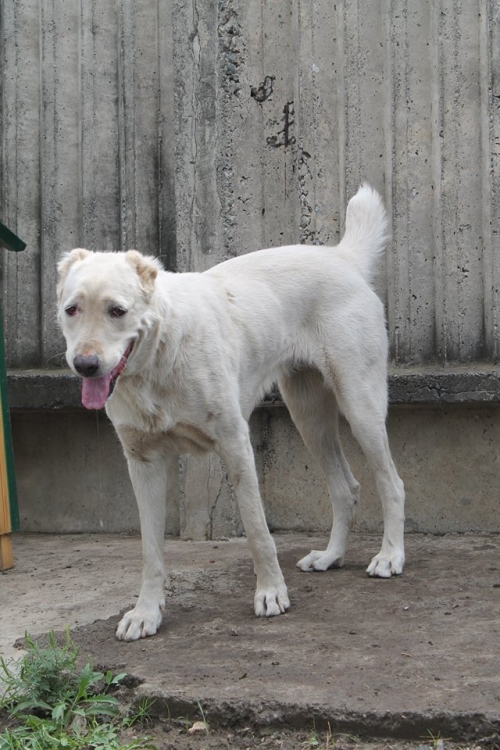 ქართული ნაგაზი ლედი