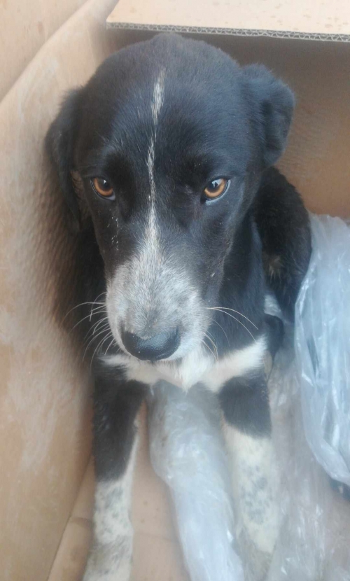 მეტისი ლილოს ბაზრობა