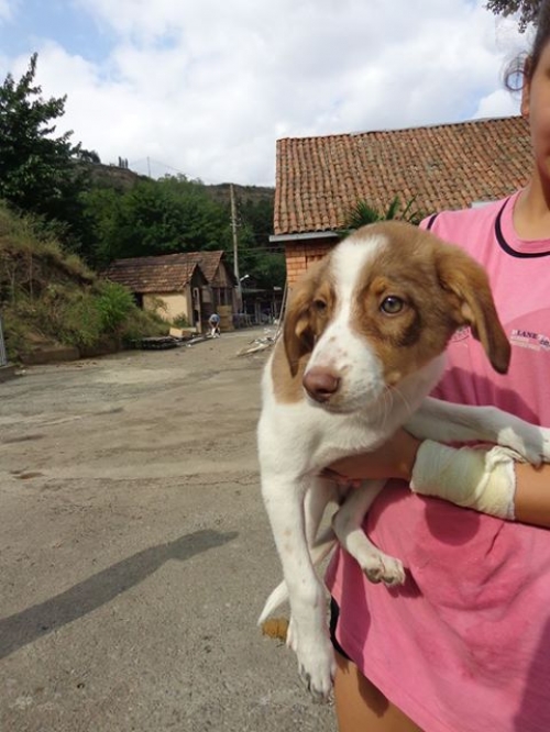 მეტისი უსახელო