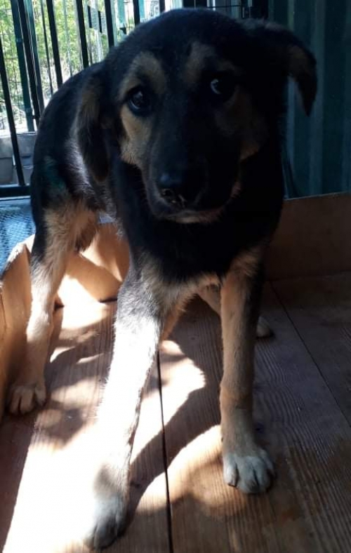 მეტისი უსახელო