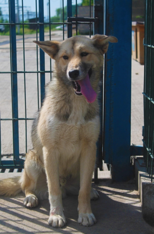 ლაიკა უსახელო