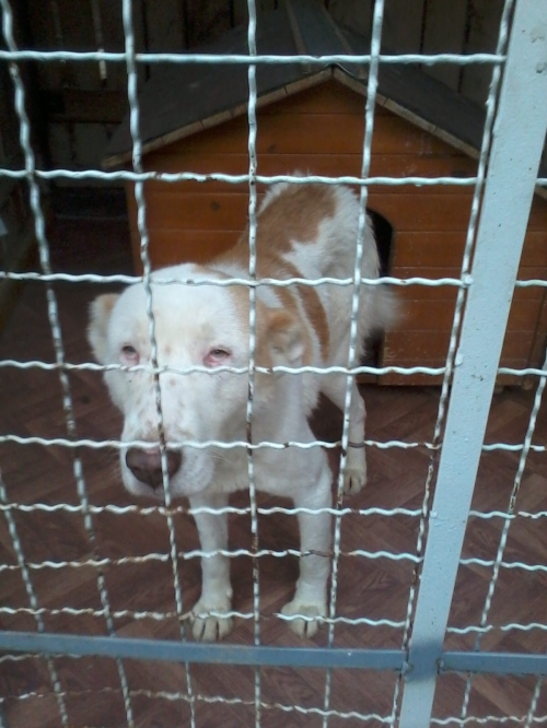 აზიური ნაგაზი ლომა