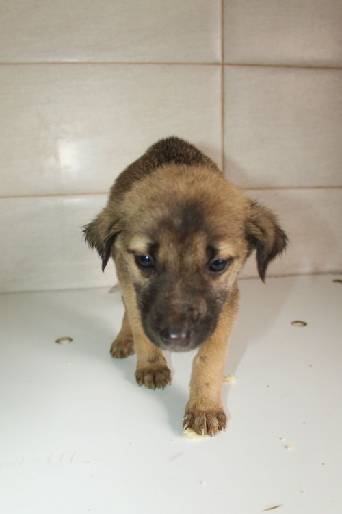 მეტისი უსახელო