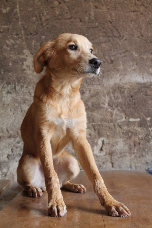 მეტისი უსახელო