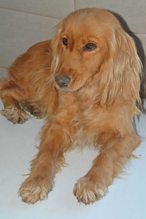 კოკერსპანიელი უსახელო