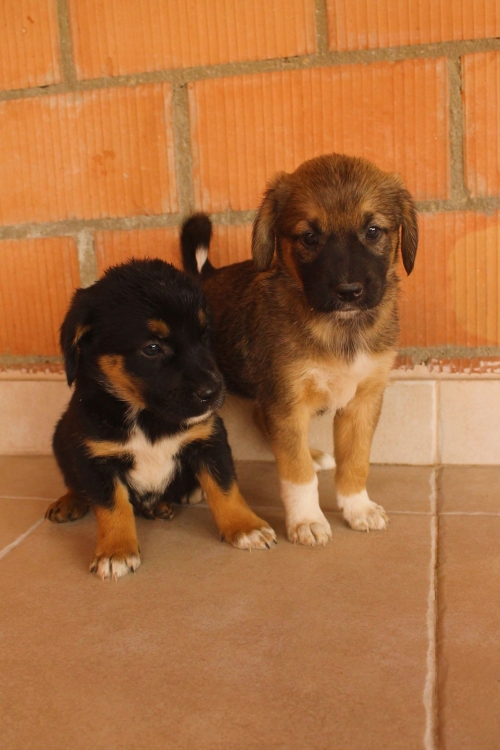 მეტისი უსახელო