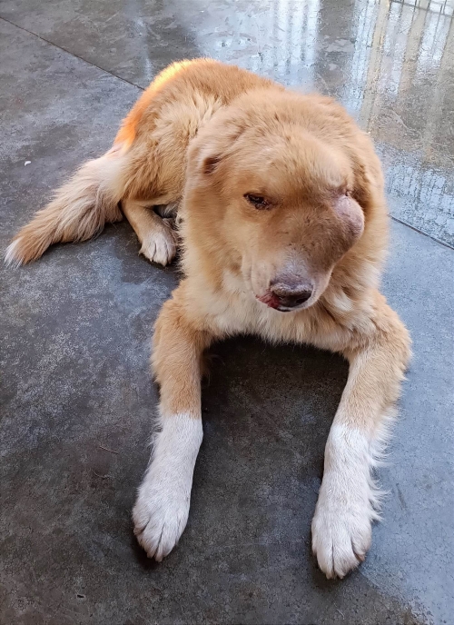 ქართული ქოფაკი ტყიბული