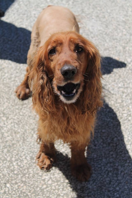 კოკერსპანიელი უსახელო