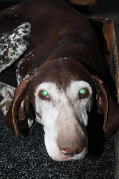 კურცხაარი უსახელო