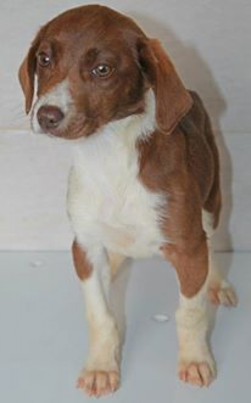 მეტისი უსახელო