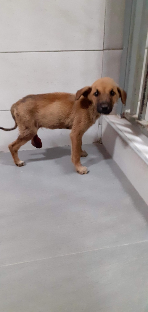 მეტისი უსახელო