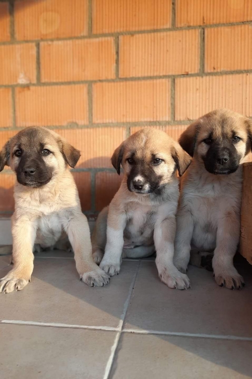 ქართული ქოფაკი უსახელო