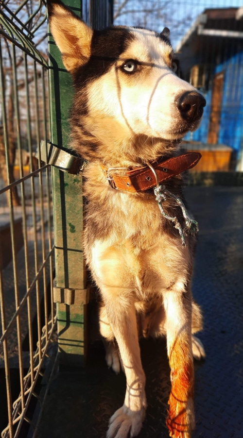 ლაიკა უსახელო