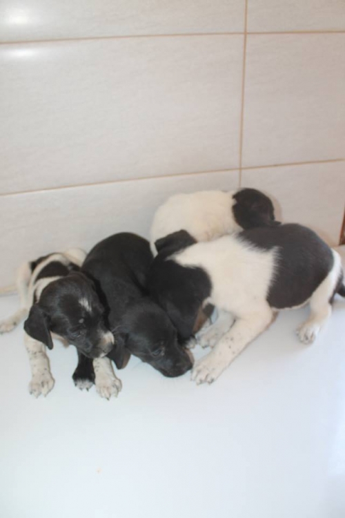 მეტისის ლეკვები უსახელო