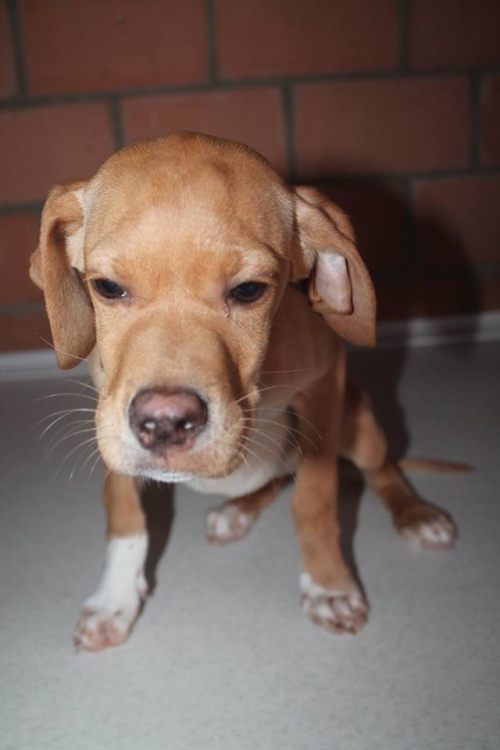 პოინტერი უსახელო