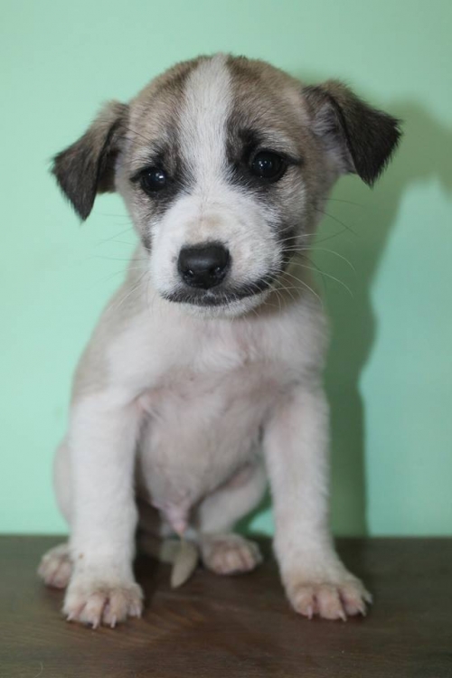 მეტისის ლეკვები უსახელო