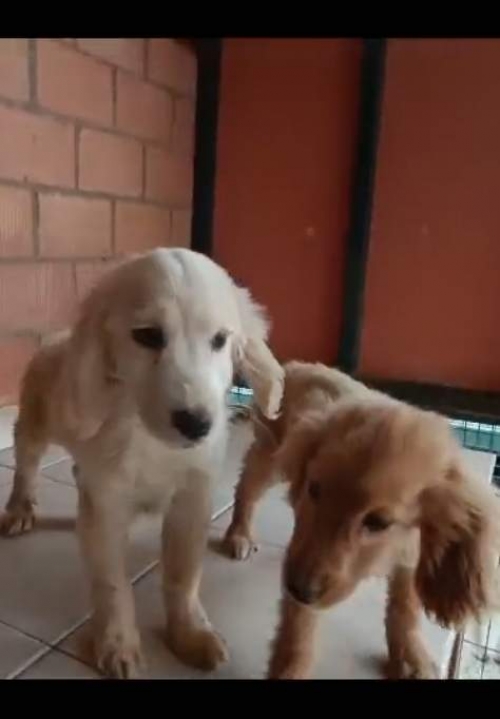 მეტისი მოსკოვის გამზირი