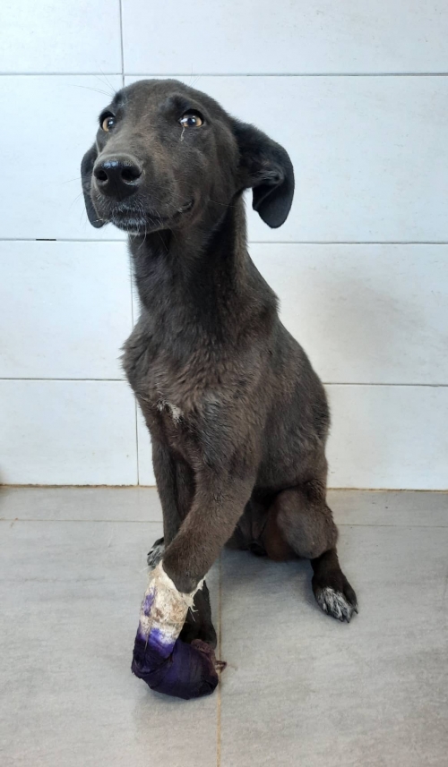 მეტისი ნორიო ს. ბროწეულას გზა