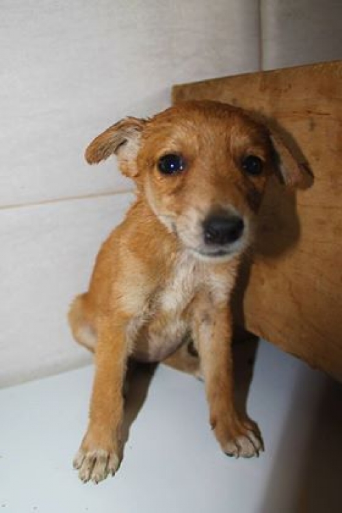 მეტისი უსახელო