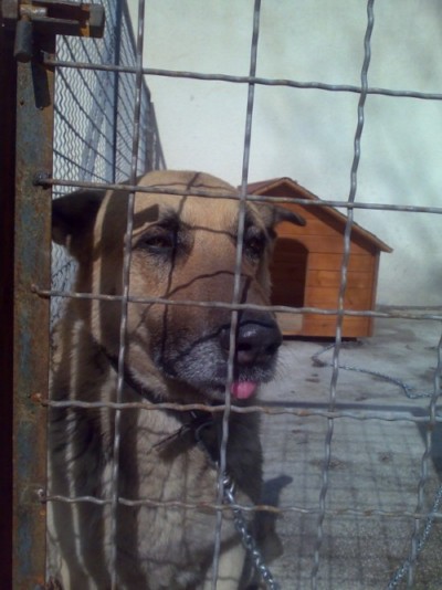 გერმანული ნაგაზი რალფი