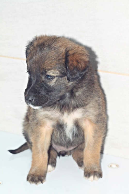 მეტისი უსახელო