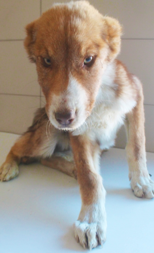 ქართული ქოფაკი უსახელო