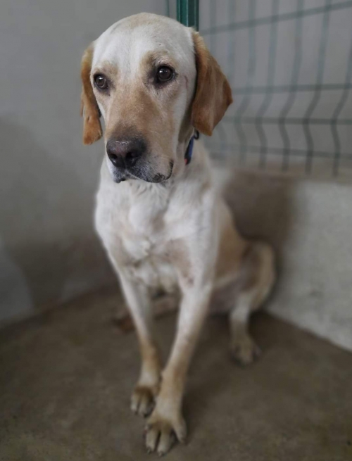 ლაბრადორი ბათუმი