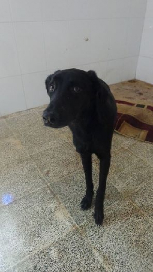 მეტისი ჩარლი