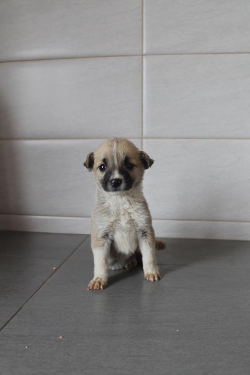 მეტისი უსახელო