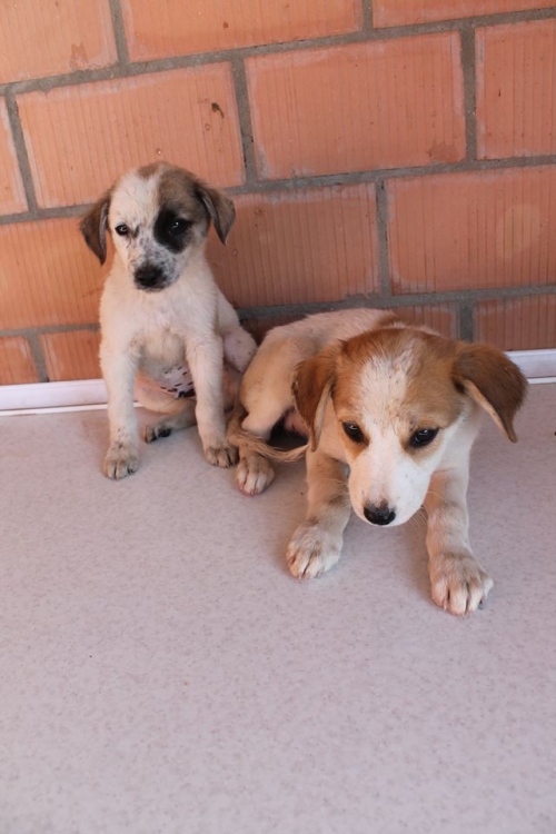 მეტისის ლეკვები უსახელო