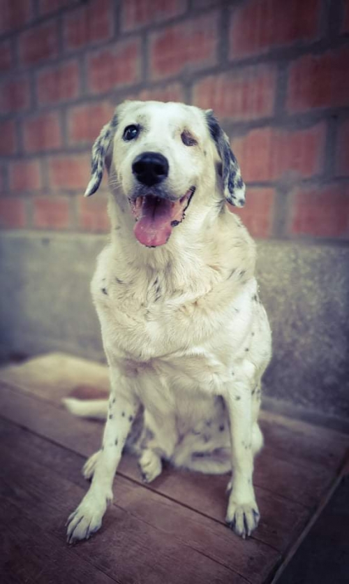 სეტერის მეტისი დიღომი თბილისი მოლი