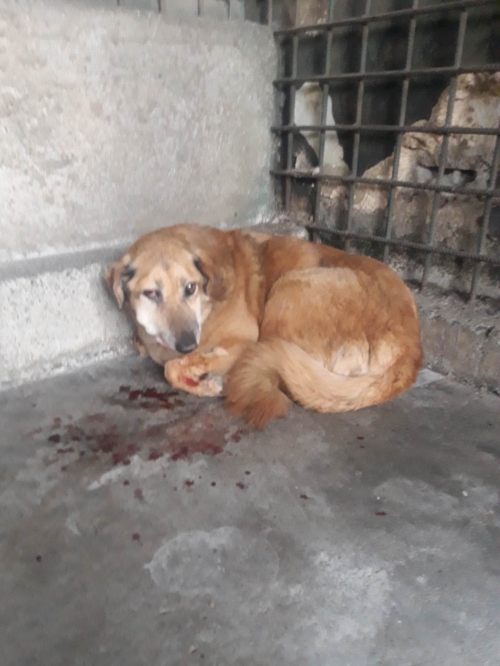 ქართული ქოფაკი ჟორიკა. რუსთაველის ქუჩიდან