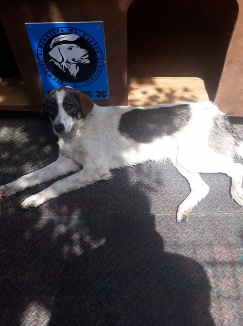 მეტისი დიდიღომი