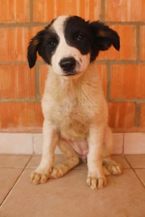 მეტისი უსახელო