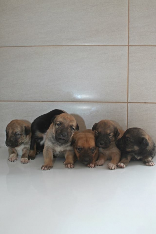 მეტისის ლეკვები უსახელო