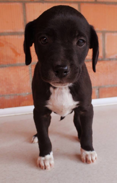 მეტისი უსახელო