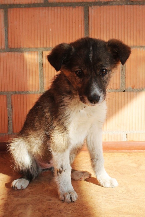 მეტისი უსახელო