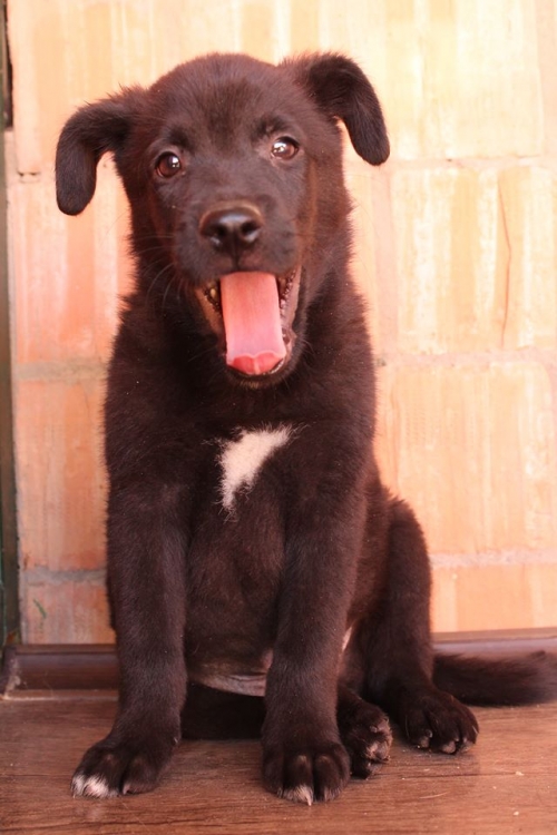 ქართული ქოფაკი ჯესი