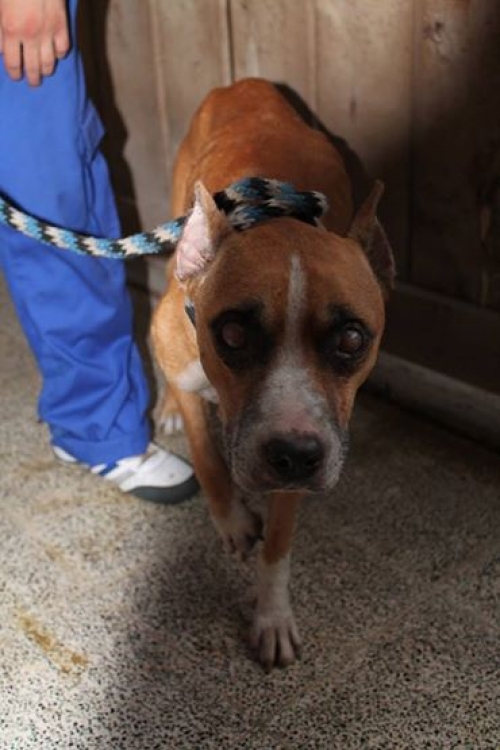 პიტი უსახელო