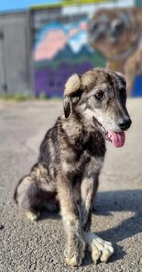 მეტისი კახეთის გზა ს.პატარძეული