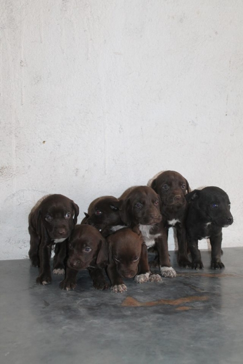 ლაბრადორის მეტისი უსახელო