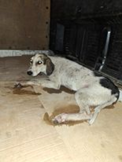 მეტისი რუსთავი საპატრულო პოლიცია