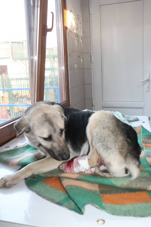 მეტისი უსახელო