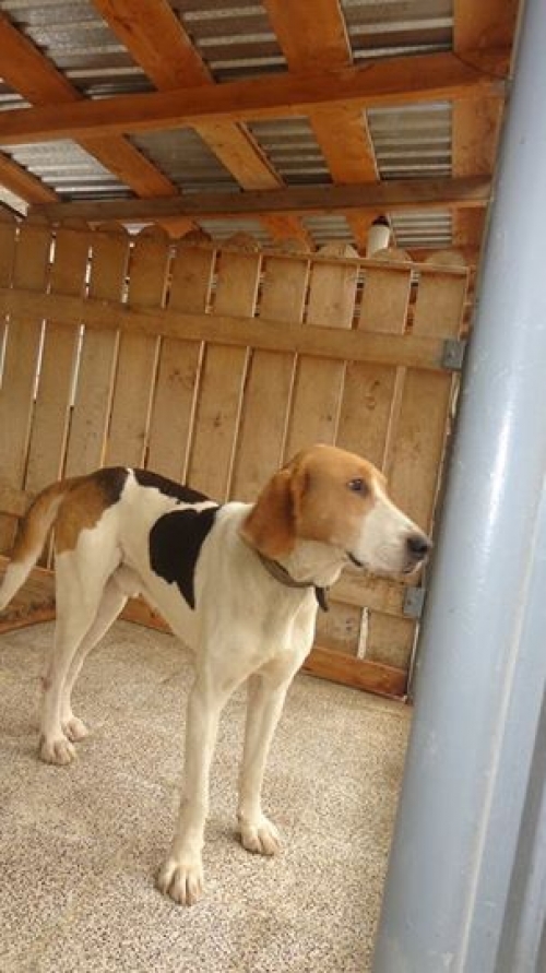 გონჩი ზორბა