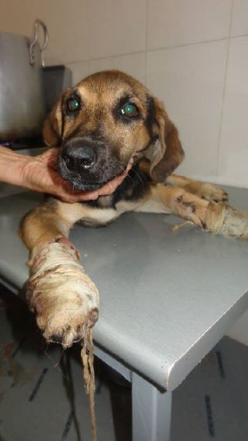 მეტისი უსახელო