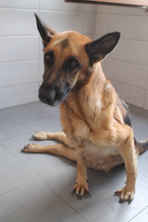 გერმანული ნაგაზი უსახელო