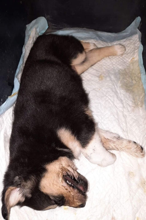 მეტისი უსახელო