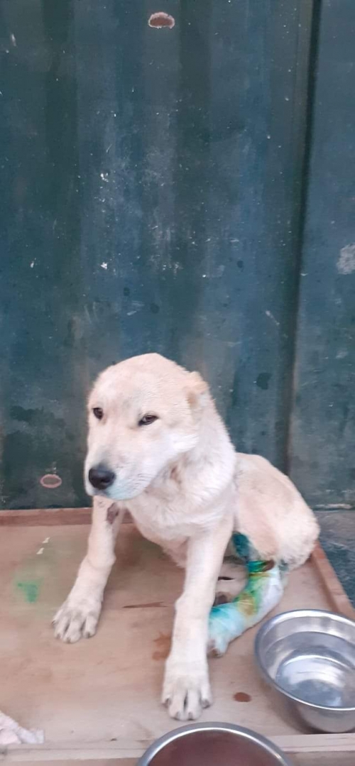 ქართული ნაგაზი უსახელო