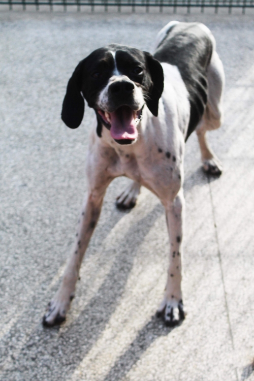 პოინტერი უსახელო