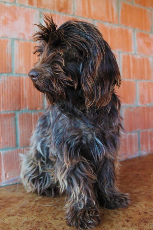 ბალონკა უსახელო